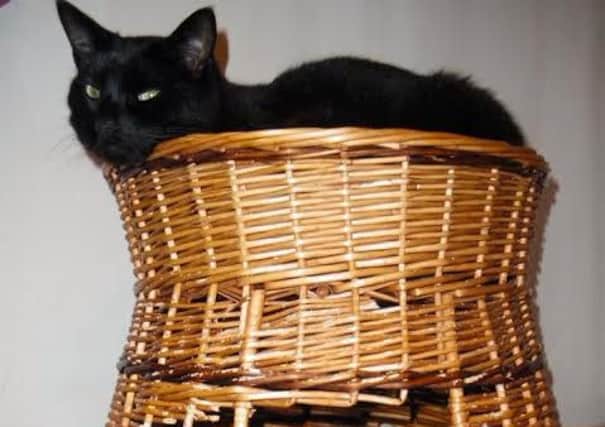 Black cat Tom has gone missing from the Tannoch area of Milngavie
