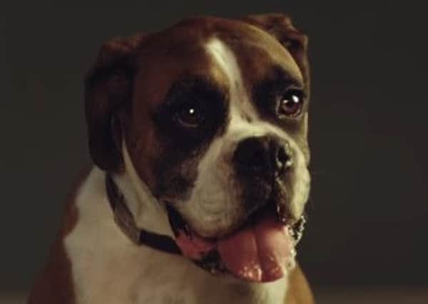 There has been a huge surge in the number of visitors to its website using the search term dog trampolines in the seven hours since Buster the Boxer made his John Lewis Christmas advert debut.