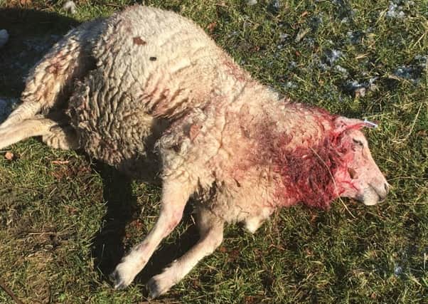 One of the sheep killed on a Carluke farm by Purdie's dog