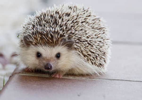 The hedgehog has topped a poll of favourite mammals in the UK.