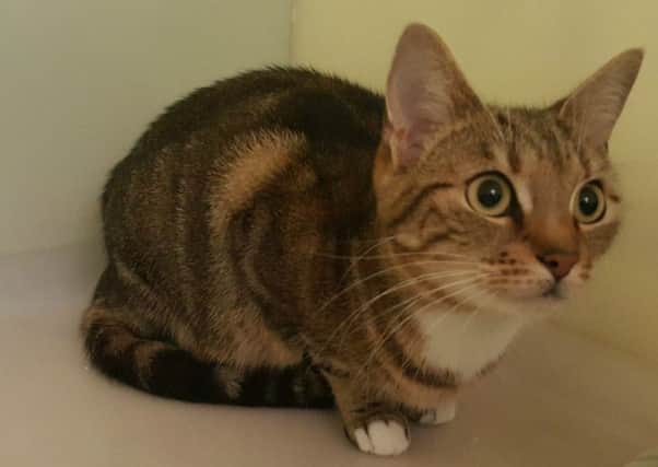 Merrie is one of three cats now in the care of the SSPCA after being abandoned in Motherwell