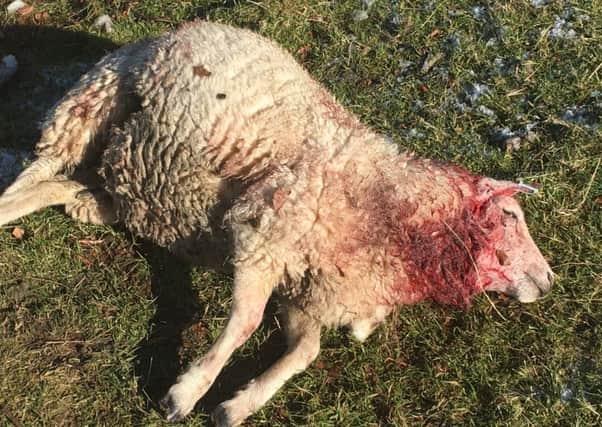 One of the sheep killed by the dog on a Carluke farm in the spring.,