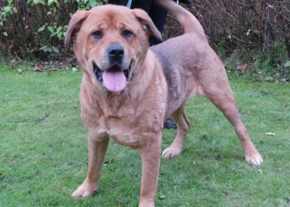Bear is currently being looked after by Dogs Trust Glasgow as he seeks a new home