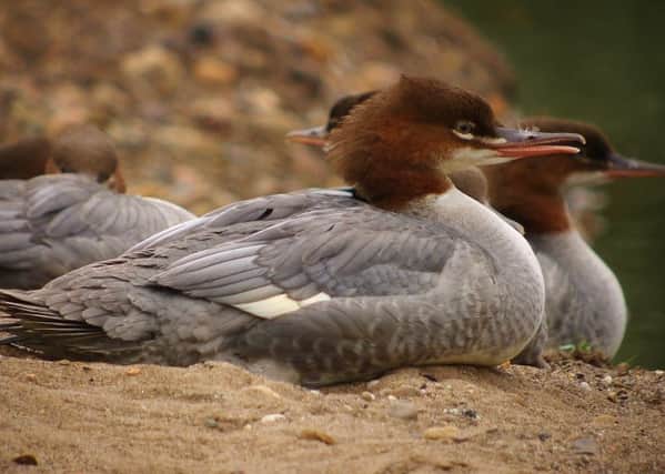 Goosander is one of the  species  young naturalists might discover if they are observant. Pic: Davie Abraham.