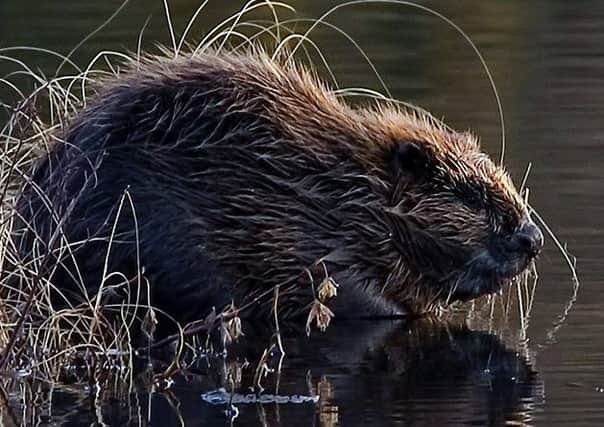 The Eurasian beaver is one of four species shortlisted in the Wildlife Success Story category following its successful reintroduction to Scotland.