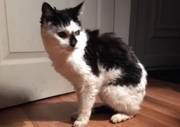 Black and white cat found in Milngavie