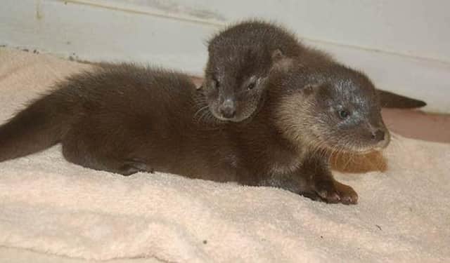 The two rescued otter cubs
