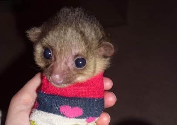 Poppy joins the kinkajou family which already includes an infant named Sockie.