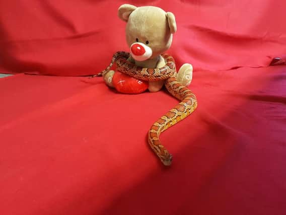Looking for love, Dandy the snake (Pic by Scottish SPCA)