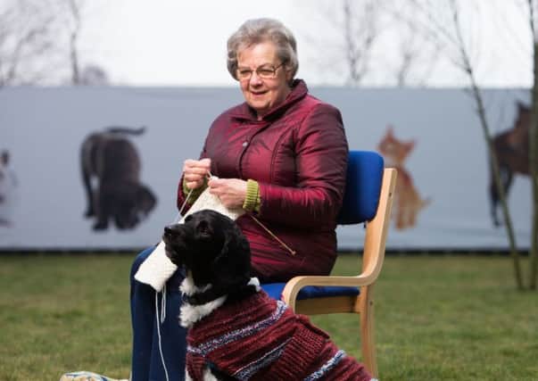 Black dogs are usually the last to be chosen for rehoming so the SWIs expert knitters are coming to the rescue... knitting colourful coats for dark dogs to wear.