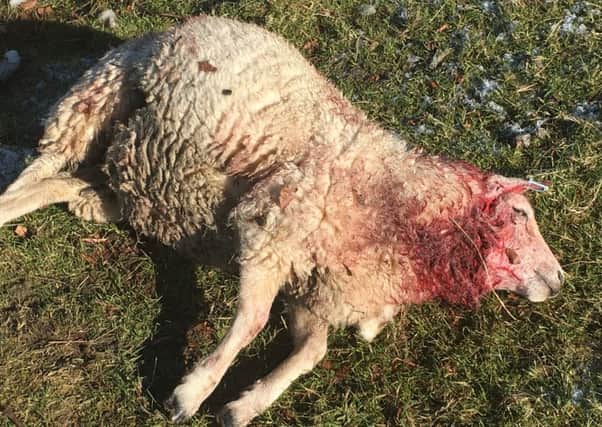 One of the sheep killed on a Carluke farm by the husky