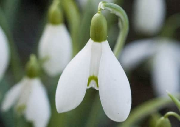 Can you donate Snowdrop bulbs?