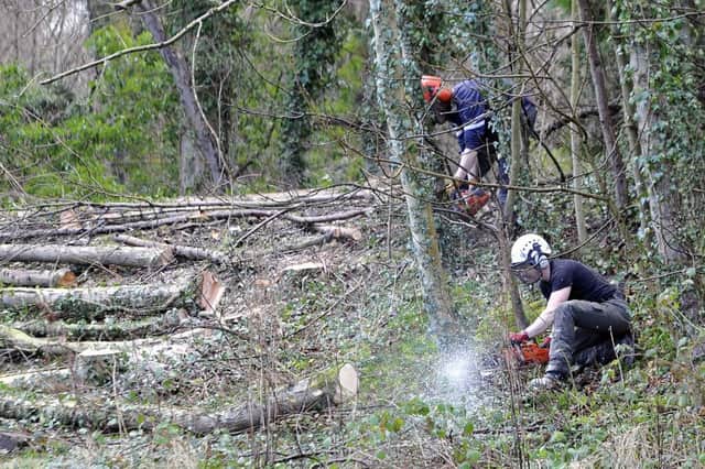 Workmen started cutting down the trees on Monday, March 6.