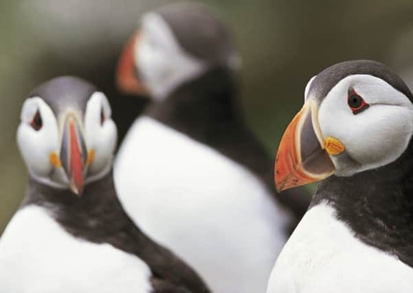 An RSPB Scotland project to aid conservation efforts for puffins has been awarded Â£49,800 by the Heritage Lottery Fund. Pic: Andy Hay (rspb-images.com)