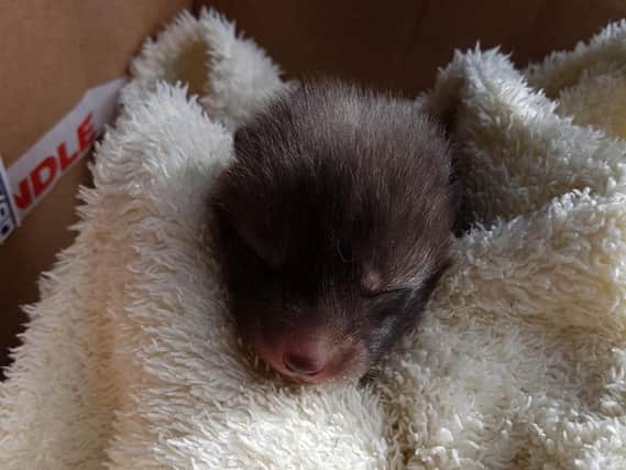 Very cute, but a cub, not a puppy. (Pics from Scottish SPCA)