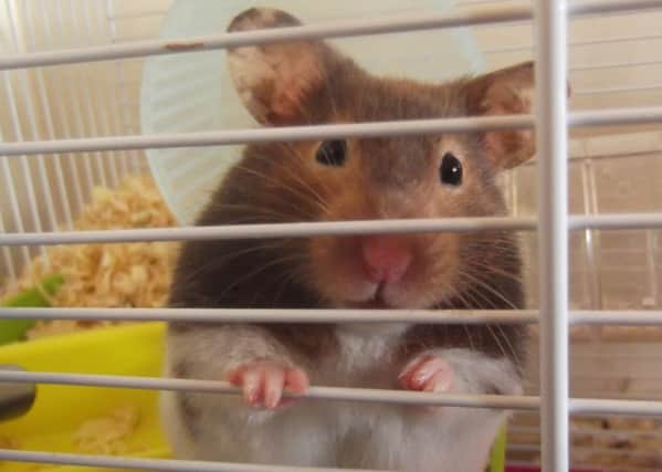 Court heard hamster was at centre of heated discussion (library picture)