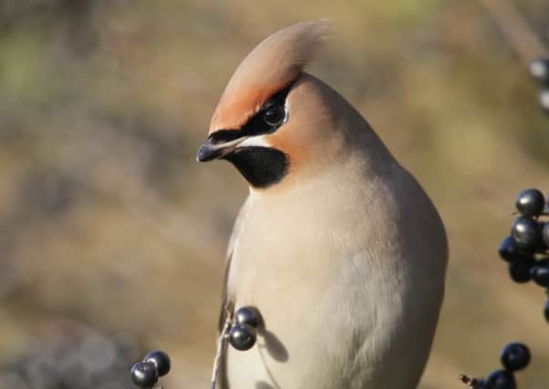 The event has revealed an explosion in the number of recorded sightings of waxwings. Pic: Andy Hay (rspb-images.com).