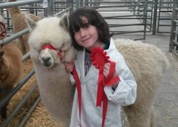 Young handlers will show their skill with the alpacas