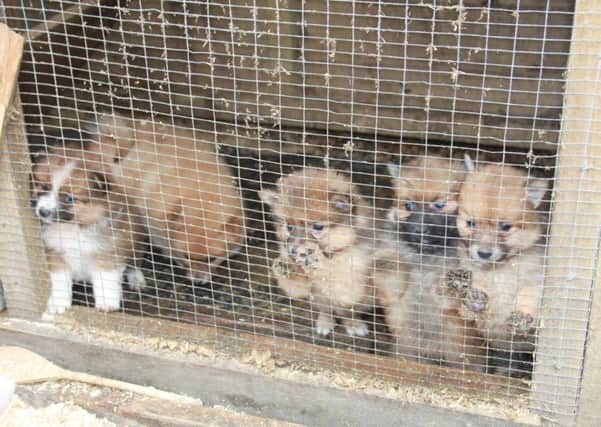 Puppy farms face tighter legislation