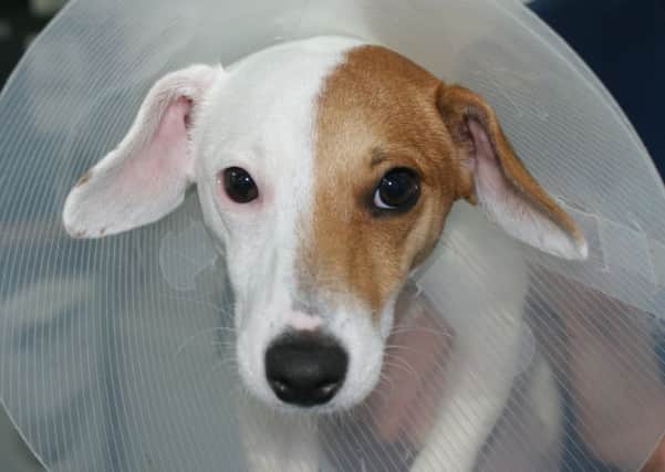 Jack Russell becomes 'Jane' following gender reasignment surgery.