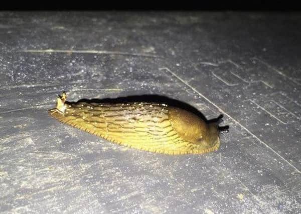 This is a hybrid between a Spanish stealth slug and the UKs common black slug. Pic: Leslie Noble