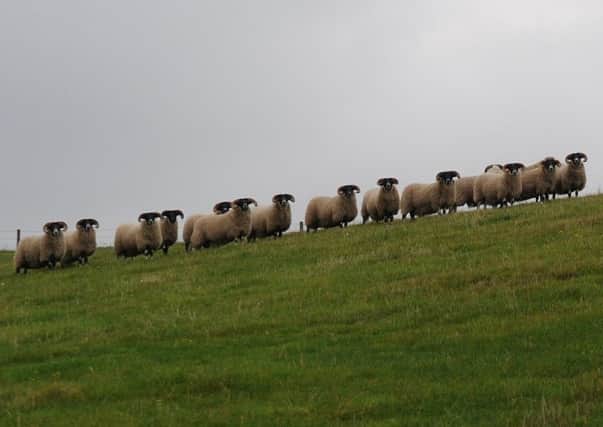 Sheepworrying is on the increase.