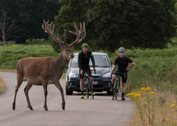 Motorists are being advised to look out for deer crossing the roads this month.