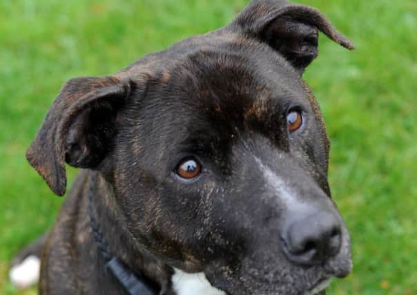 Staffordshire bull terrier (library picture)