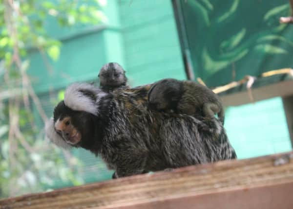 The new twin marmosets at Amazonia with mum