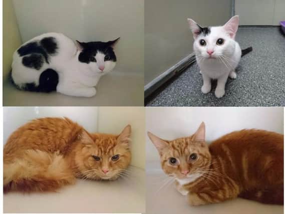 The cat named Marty, top right, was found in Hamilton; the three others were dumped in Carluke. (Pics from SSPCA)