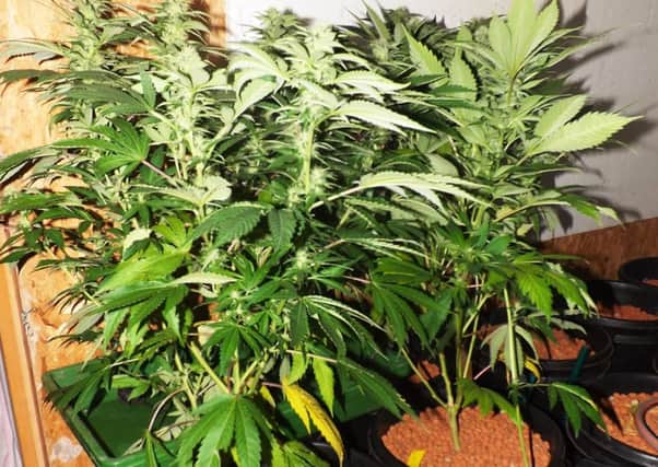 Growing your own cannabis can land you in jail, sheriff warns.