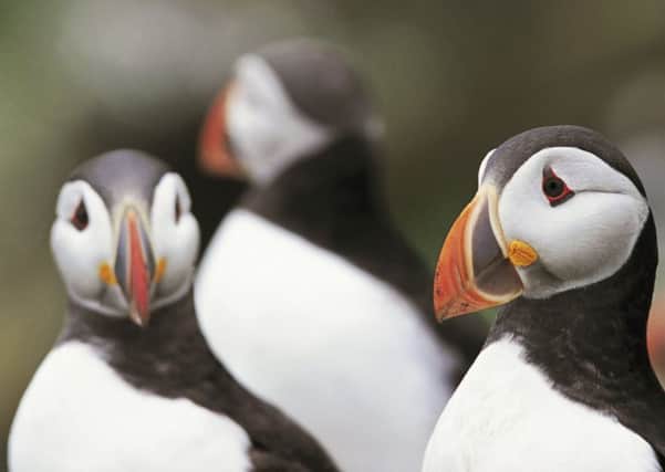 Your pictures of puffins this summer could be crucial to their long-term survival.  Picture: Andy Hay (rspb-images.com)