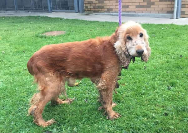 Neglected Paddy had to be put down
