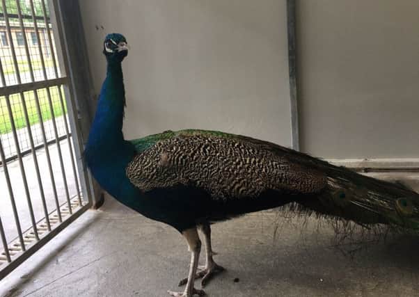 Sparky the peacock. Pic: Scottish SPCA