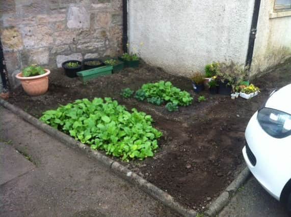 The new vegetable garden