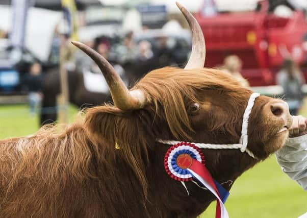 Best of the livestock, at Biggar Show.  Picture Sarah Peters.