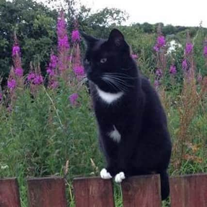 Sebastian Whitepaws has gone missing from his new home