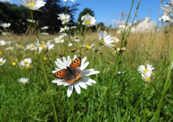 A new 10-year plan has been launched to protect Scotland's pollinating insects.