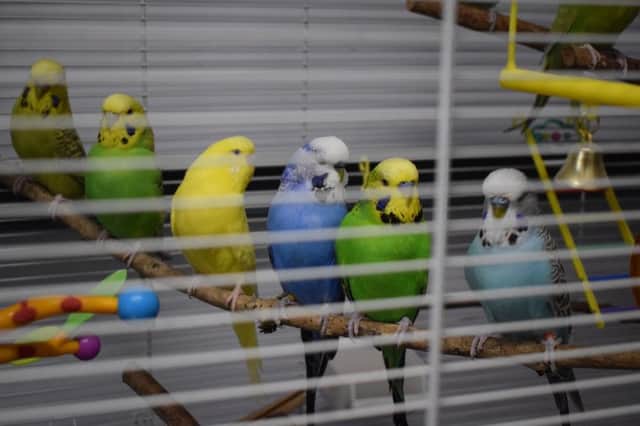 The budgies are all needing new homes