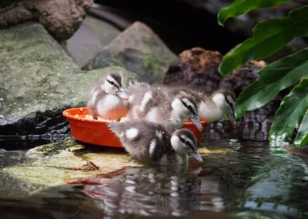 The ringed teal ducklings are settling into life at Amazonia