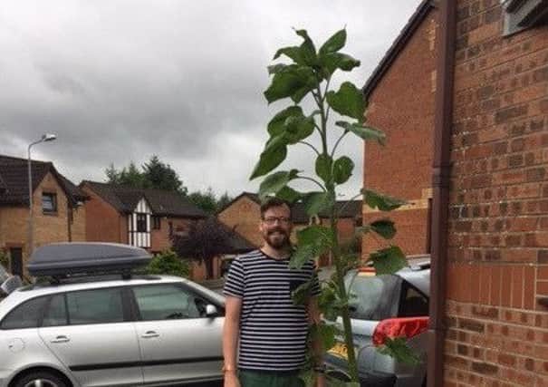 Grant Trainer with the sunflower he believes is the biggest in Cumbernauld