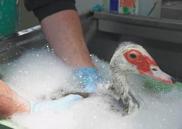 Waddle enjoys a good scrub to remove the oil. Pic: SSPCA