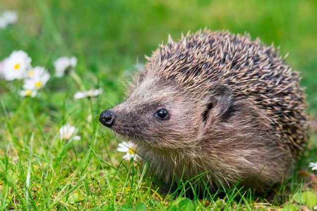 Could you be a hedgehog champion?