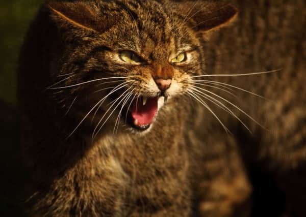 Rare breed...with only 35 believed to exist in Scotland, the wildcat is the rarest animal in the world - 70 times rarer, in fact, than the giant panda. (Pic Adrian Bennett)