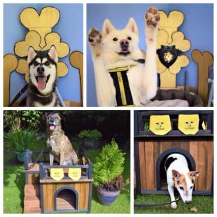 Dogs Trust appeal for new owners for soem appealing dogs