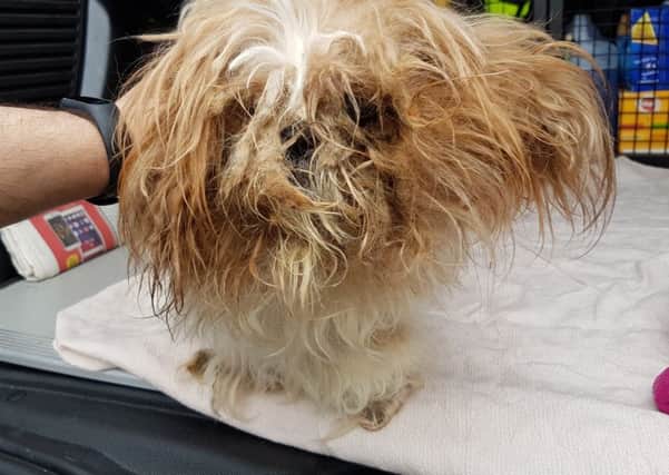 The shih tzu was found with heavily matted fur and other medical problems