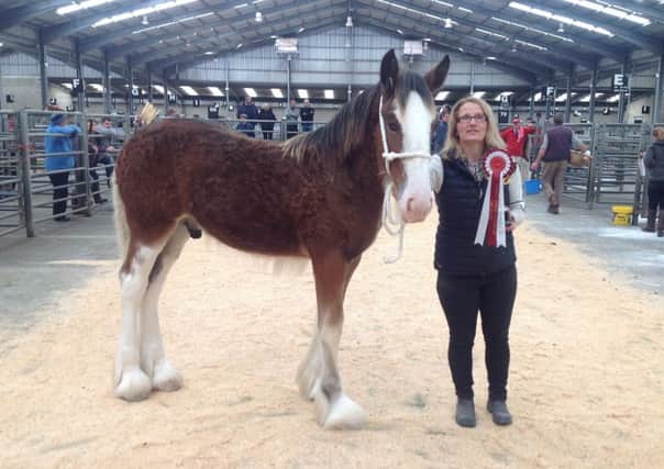 Lanark Biggar and Peebles Foal Show will be held in Lanark Agricultural Centre.
