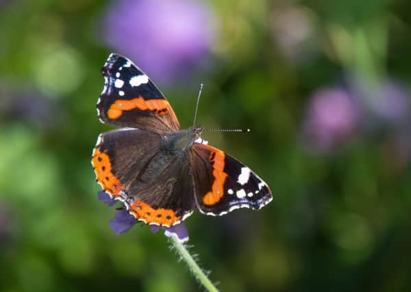 The Red Admiral experienced a record summer. Photo: Tim Melling.