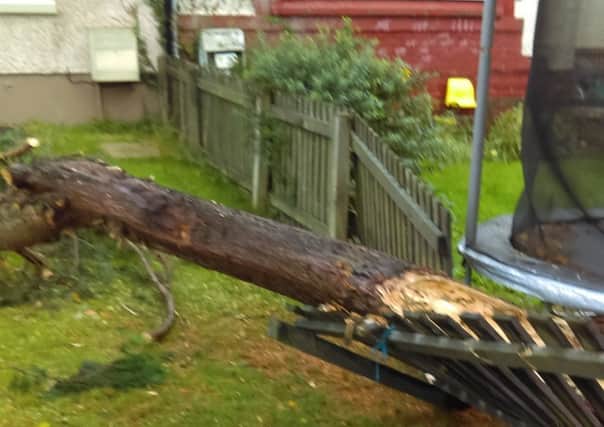 The tree that crashed into Anne Love's garden