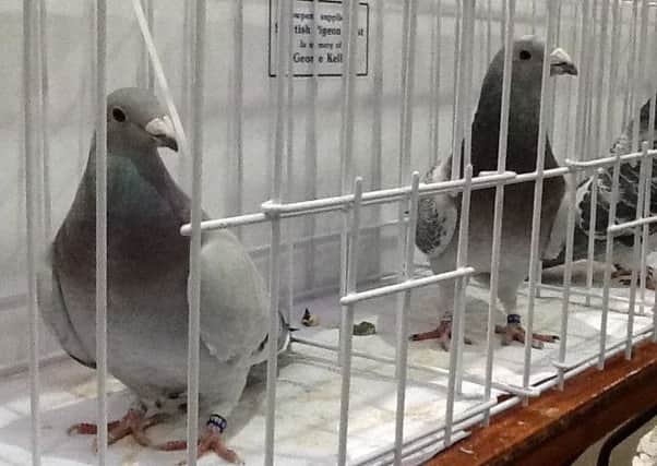 The Scottish Homing Pigeon Show featued more than 1000 birds.